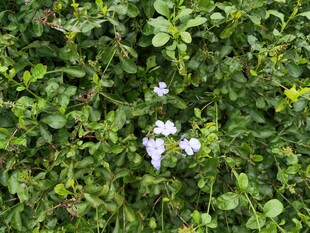 绿叶丛中的淡雅白色小花