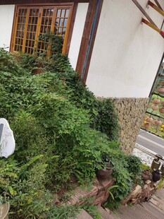 庭院绿植繁茂景象