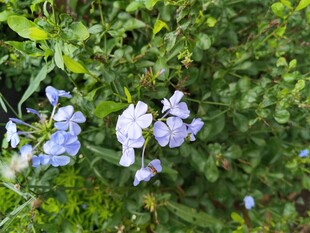 蓝紫色绣球花绽放于绿叶间