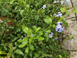 小径旁的蓝花绿植