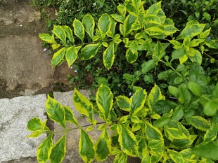 绿叶植物近景特写