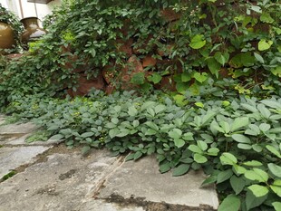 庭院中繁茂的绿植景观