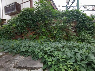 墙边繁茂绿植景观