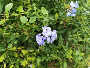 蓝紫色小花绽放于绿叶间