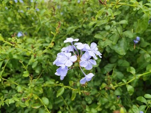 蓝紫色小花绽放于绿野