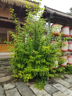 古建旁的葱郁绿植