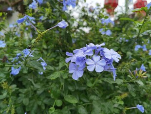 蓝花绽放于绿叶间