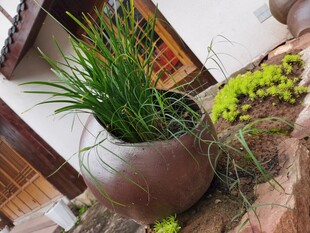 陶盆绿植装点温馨角落