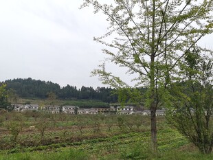 乡村田野中的绿树景致