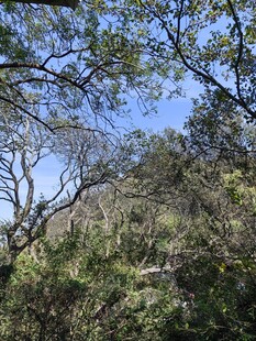 山林绿意蓝天映衬的自然景