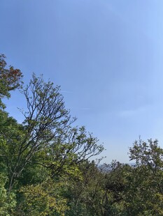 秋日林间蓝天景致