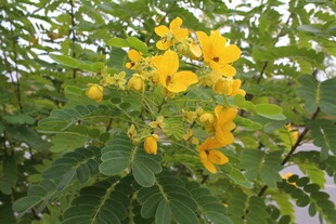 黄槐决明