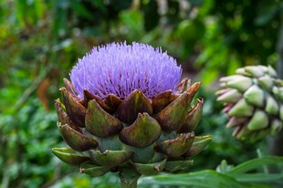 紫色朝鲜蓟特写