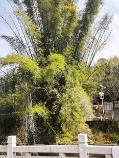 竹林旁的白色围栏景致