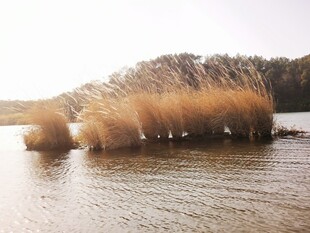 水边摇曳的金黄芦苇丛