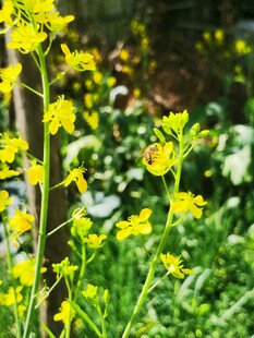 春日绽放的灿烂黄色小花