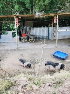 农家小院里的猪群