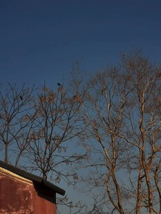 夕阳下的红屋与枯树