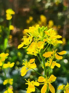 绽放的黄色小花 油菜花