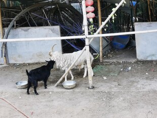 黑白两羊于户外互动