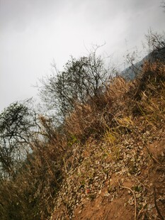 山坡上的枯树与植被