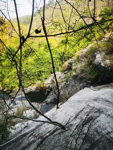 山间溪流旁的繁茂绿植