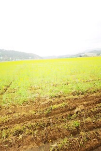 绿色田野 生机盎然的景象