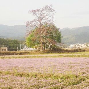 粉黛草田旁的葱郁树木 木棉 紫
