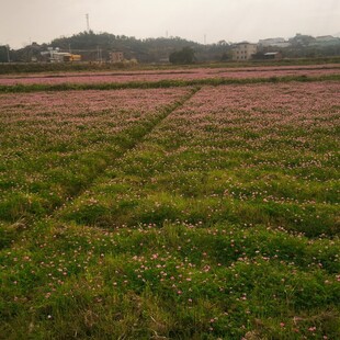 粉色花海田园风光