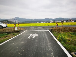 乡村公路边的金黄田野 油菜花