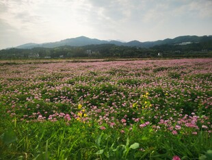 花海美景 田园诗意风光
