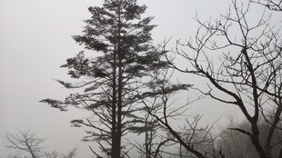 孤树挺立的冬日景象