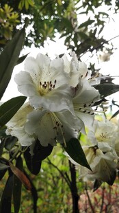 洁白绽放的美丽山茶花