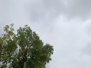 阴天中的葱郁树木