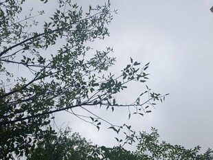 树枝伸向天空的自然景象