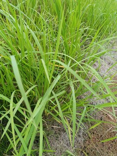 翠绿茂盛的田间青草