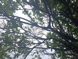 透过枝叶看天空