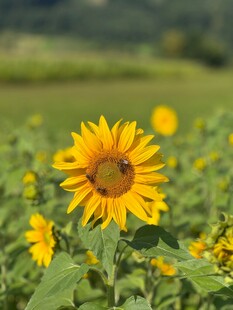 田野中的灿烂向日葵