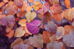 秋日斑斓树叶特写