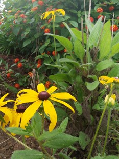 黄色黑心菊绽放于花丛中