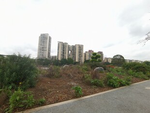 城郊路旁的建筑与绿植