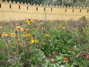 墙边多彩花卉绽放