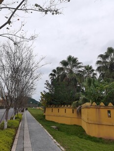 乡间小道旁的黄墙绿树