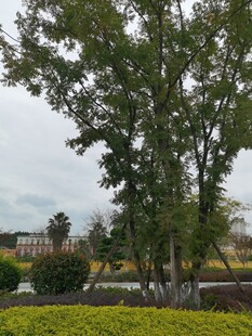 城市中葱郁的树木与绿植