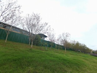 户外草地旁的建筑景观