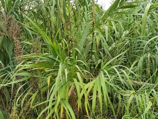 茂盛的绿色植物景观