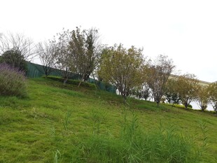 绿意盎然的乡村田园风光