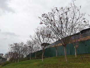 墙边树木与草地景观