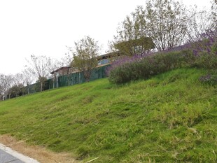 路边绿草如茵的斜坡