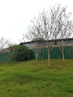 户外草地旁的树木与建筑